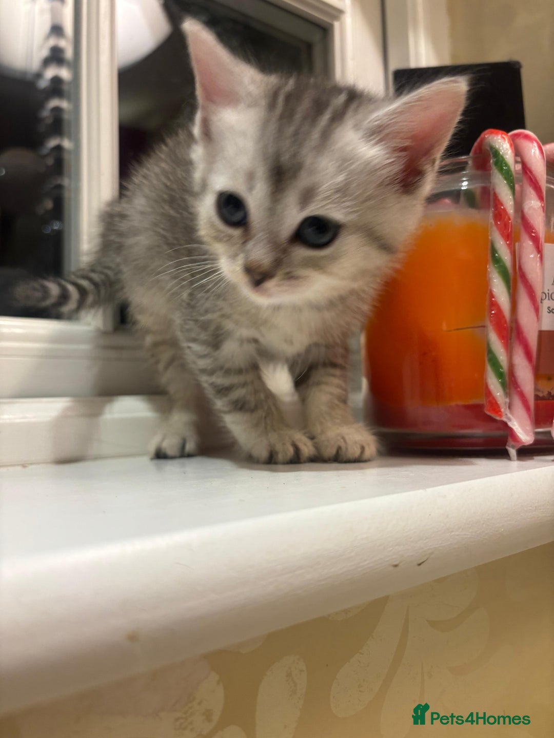 Mixed Breed cats for sale: 4 Persian chinchilla mix breed kittens  - Image 2