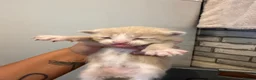 Mixed Breed cats for sale: Mixed calico kittens for sale  in Lancaster - Advert 4