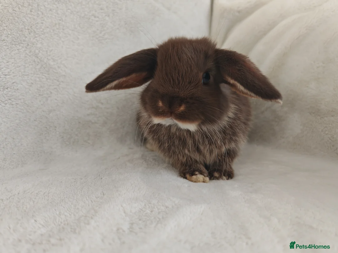 Mini Lop rabbits for sale: Beautiful Mini Lop Bunnies  - Advert 2