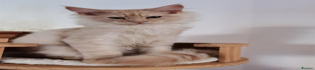 Maine Coon Kitten 1