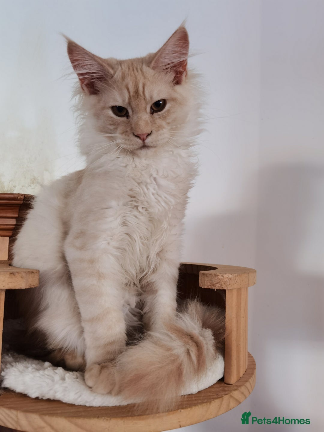 Maine Coon cats for sale: Four beautiful Maine Coon kittens-two girls left - Image 9