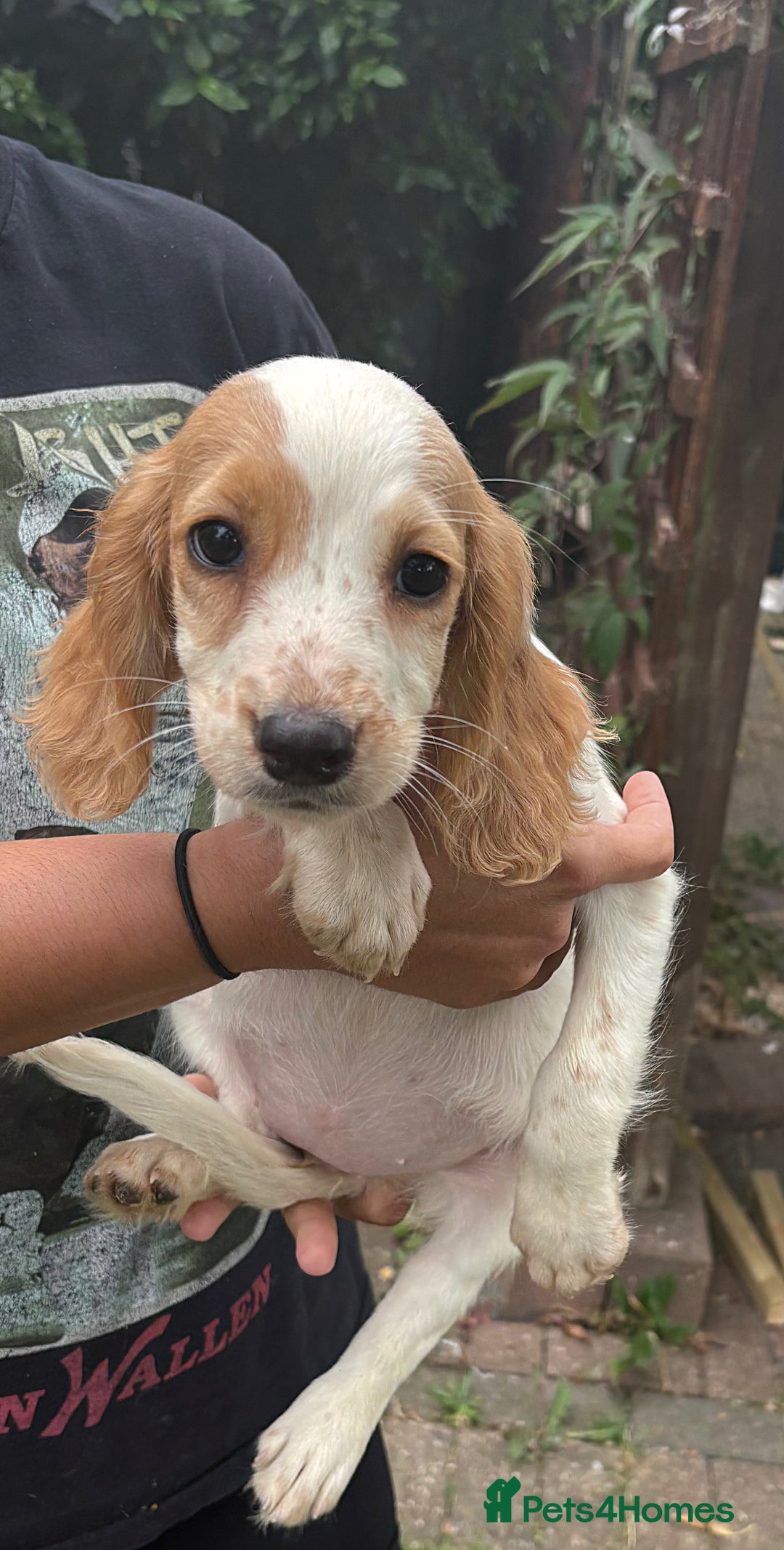 Cocker Spaniel dogs for sale: Ready now Working cocker spaniels 3 left - Image 8
