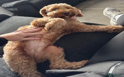 Cockapoo dogs for sale: Cockapoo bitch red 3 years old  - Image 15