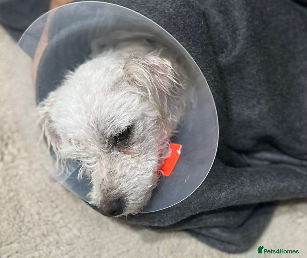 Bichon Frise dogs for adoption: Beautiful & Gentle DAISY - for a Loving Home - Image 3