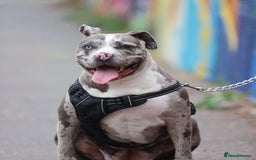 Alapaha Blue Blood Bulldog dogs for sale: Blue Merle with one blue and one green eye Female - Advert 20