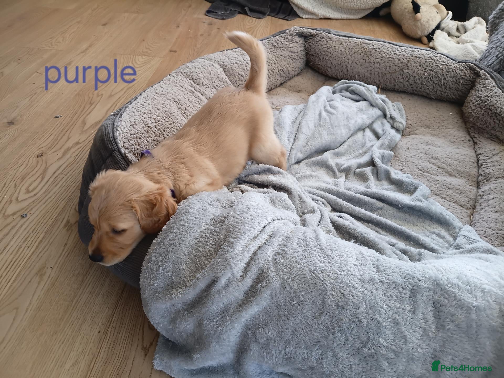 Golden Retriever dogs PEDIGREE GOLDEN RETRIEVERS  - Advert 2