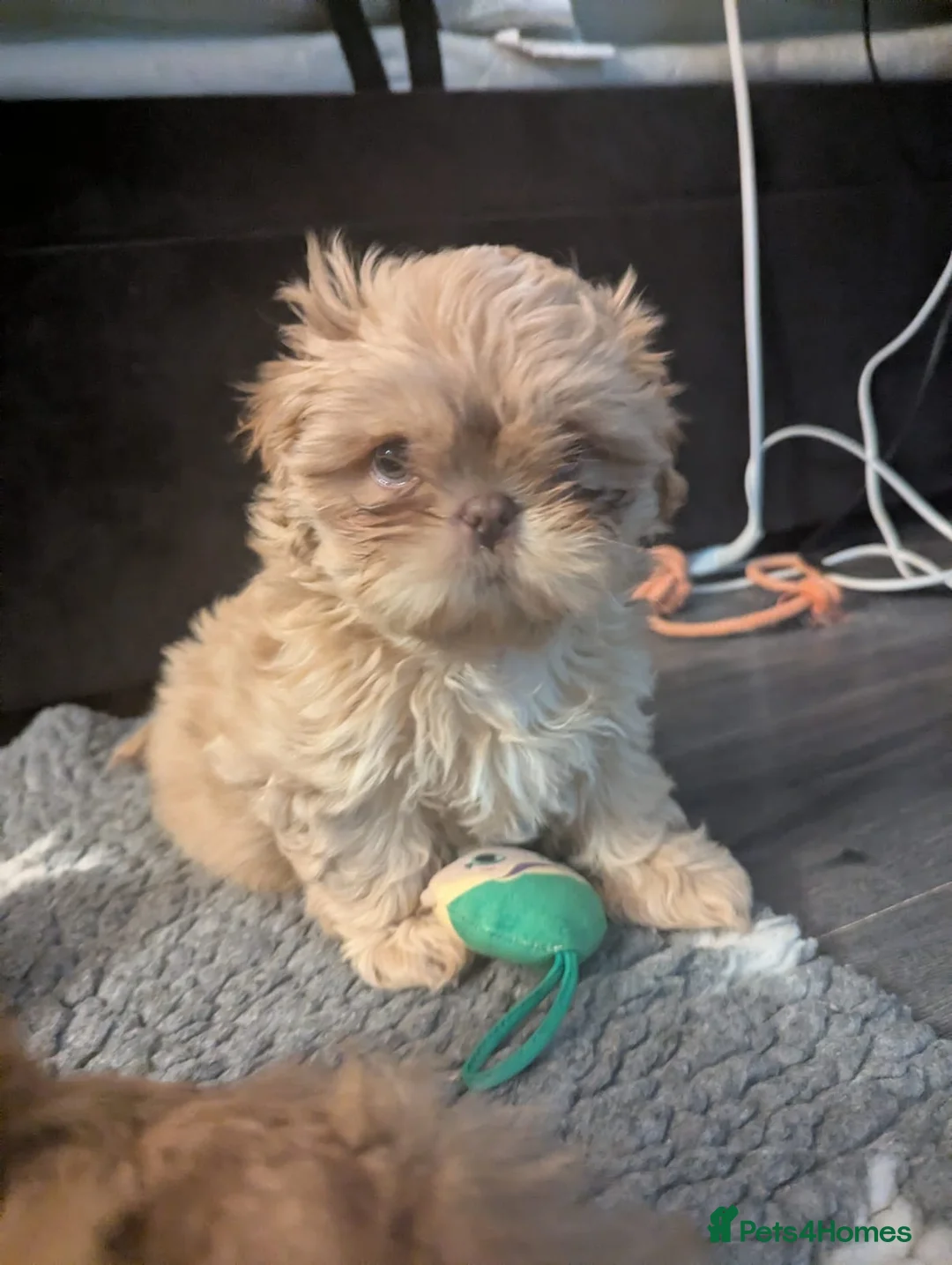 Shih Tzu dogs for sale: Imperial shih-tzus one cream boy left - Advert 20