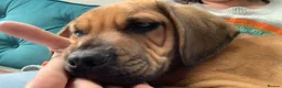Puggle dogs for sale: PUGGLE PUPPY - Advert 6