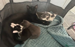 Mixed Breed cats for sale: Beautiful kittens avalible  - Image 1