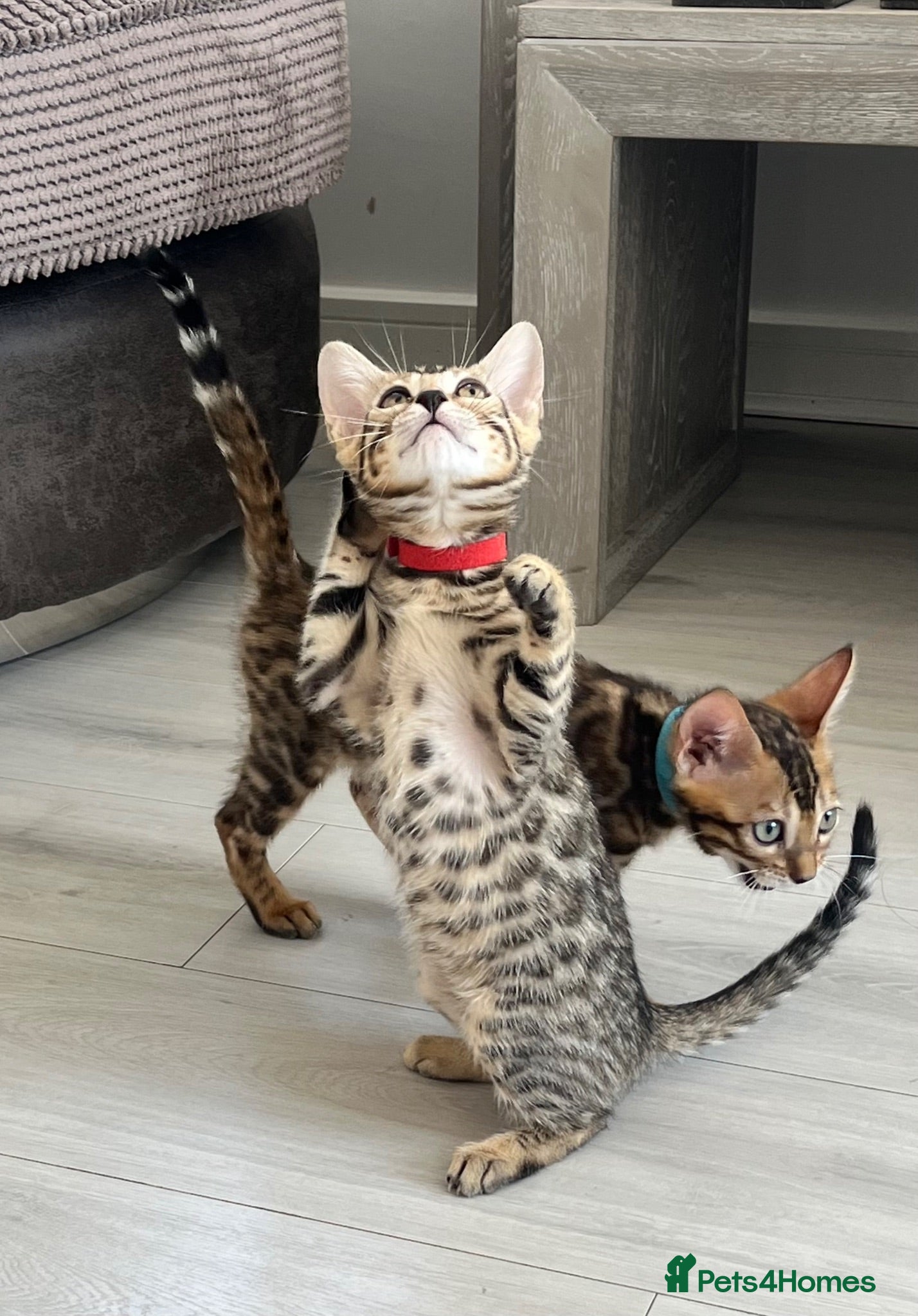 Bengal cats Stunning full pedigree registered bengal kittens  - Advert 1