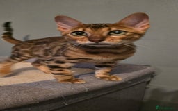 Bengal cats for sale: Registered Pure Bengal READY NOW  - Image 12