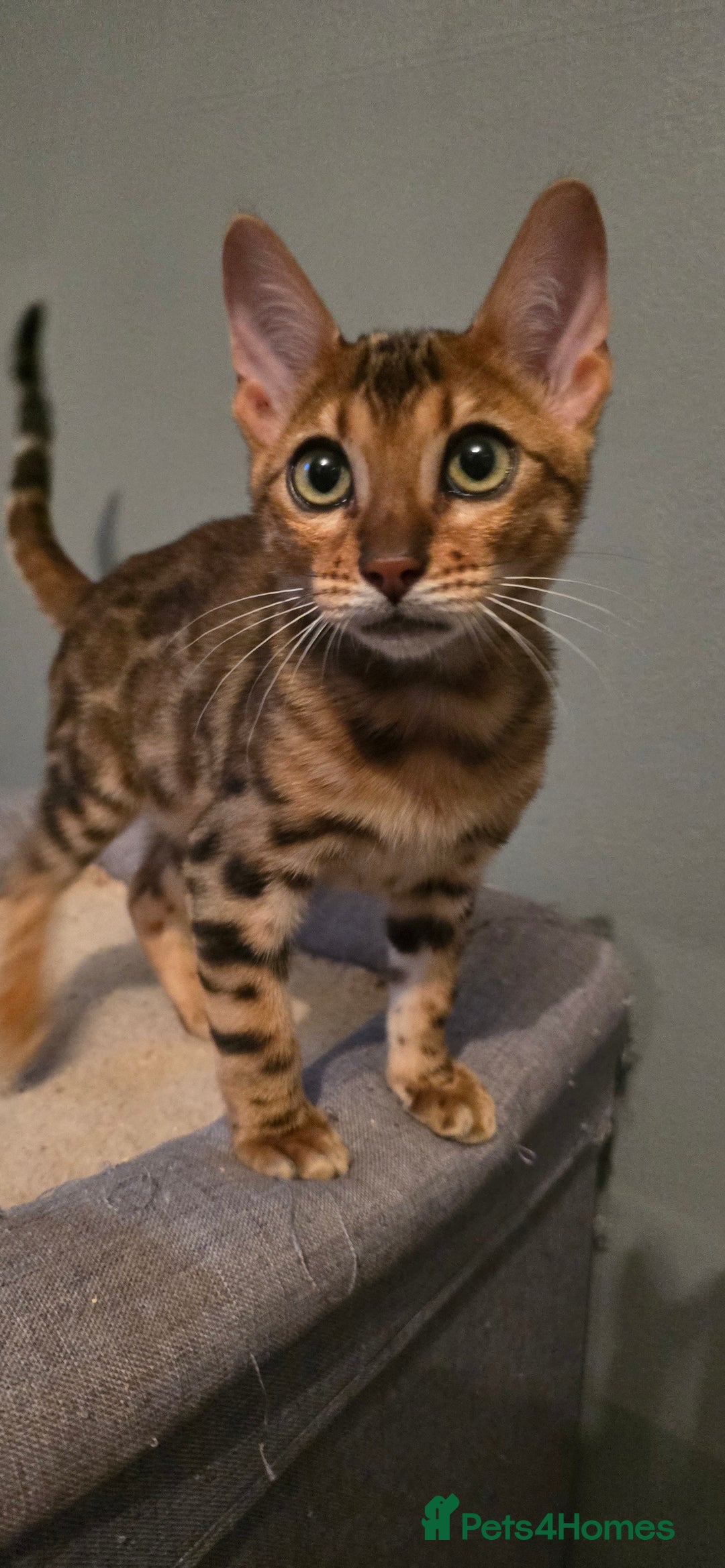 Bengal cats for sale: Registered Pure Bengal READY NOW  - Image 12