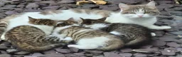 Mixed Breed cats for sale: 2 lively kittens for sale in Ilkeston - Advert 1