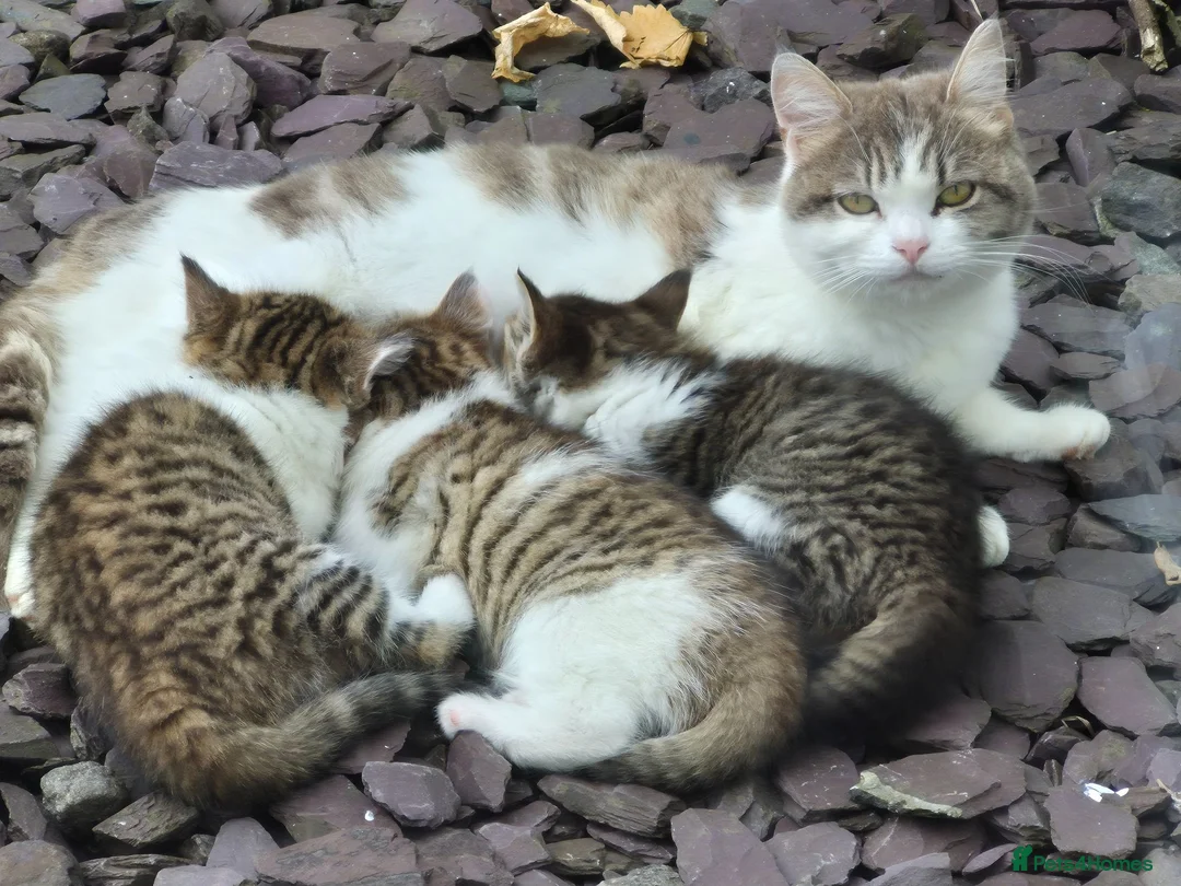 Mixed Breed cats for sale: 2 lively kittens for sale in Ilkeston - Advert 1
