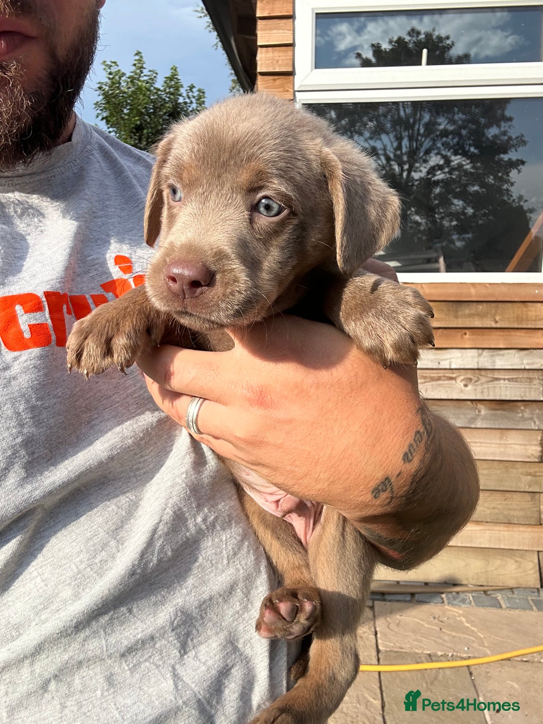 Labrador Retriever dogs for sale:  KC registered Silver and silver and tan labs  - Image 17