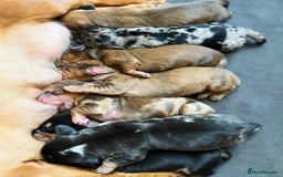 Miniature Dachshund dogs for sale: 7 Mini Dachshunds - Image 7