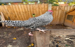 Chickens poultry for sale: Handsome Speckledy Rooster 🐓 - Advert 2