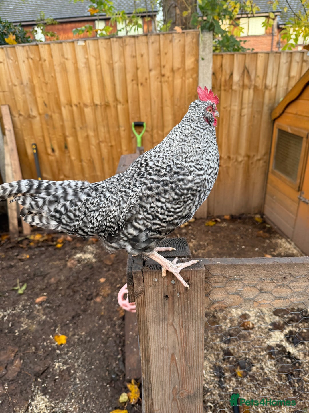Chickens poultry for sale: Handsome Speckledy Rooster 🐓 - Advert 2