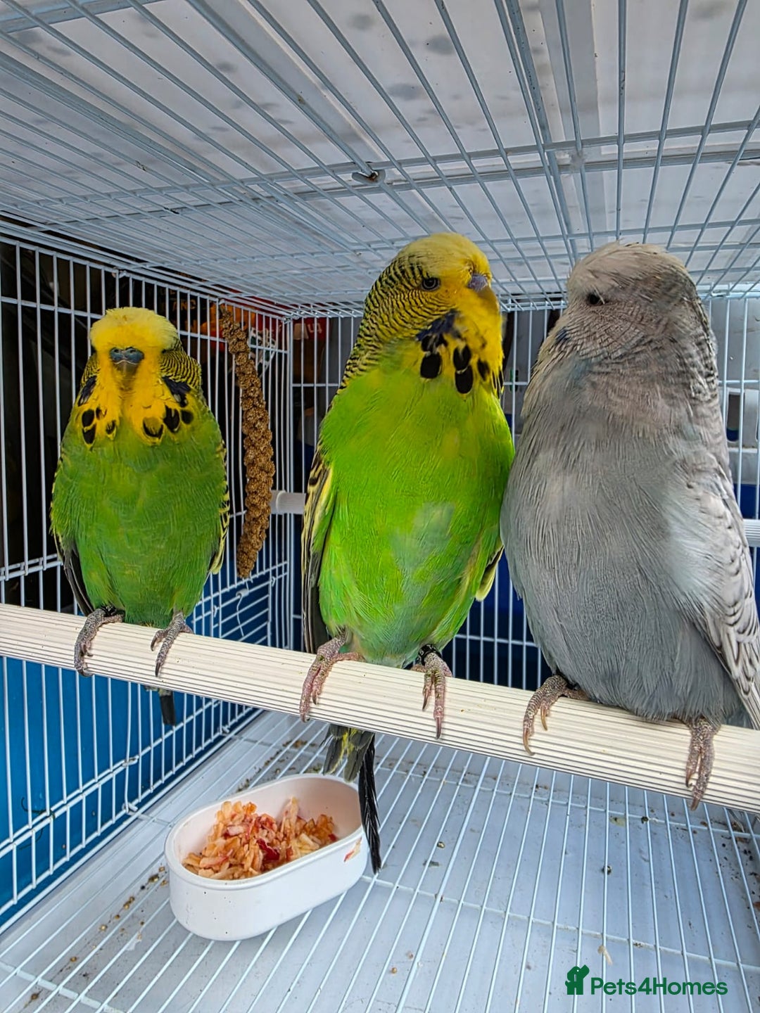 Finches birds for sale: Finches, Canaries and Budgies - Image 9