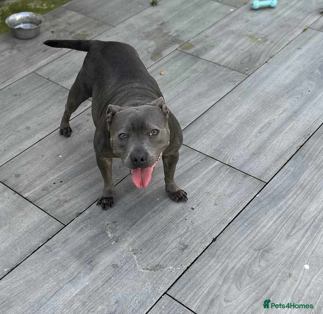 Staffordshire Bull Terrier dogs for sale: KC ⭐️Champion⭐️ bloodline Staffy Ready to leave - Advert 12