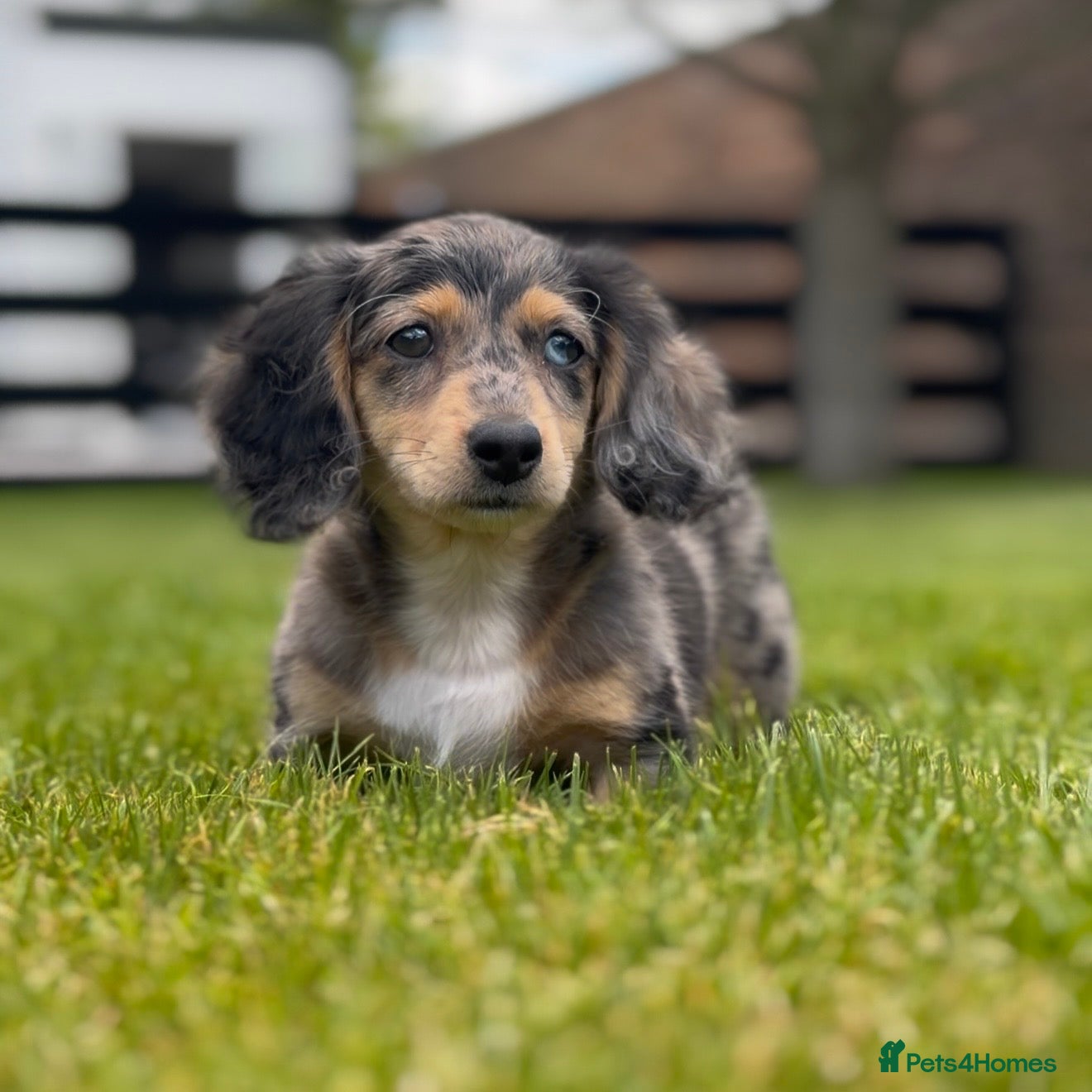 Miniature Dachshund dogs LONGHAIRED MINIATURE DACHSHUNDS  - Advert 2