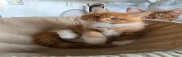 Maine Coon cats for sale: 🐱 Beautiful ginger half maine coon kittens - Advert 2