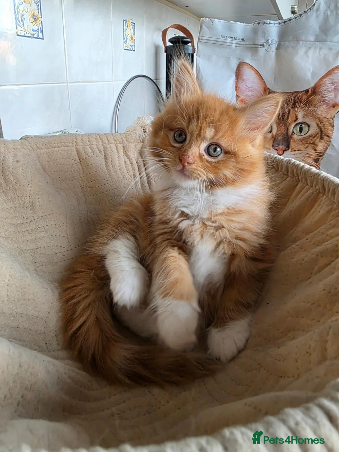 Maine Coon cats for sale: 🐱 Beautiful ginger half maine coon kittens - Advert 2