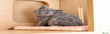 Selkirk Rex 4