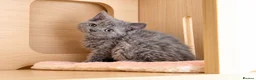 Selkirk Rex cats for sale: Beautiful Selkirk Rex Shorthair Kittens  - Advert 39