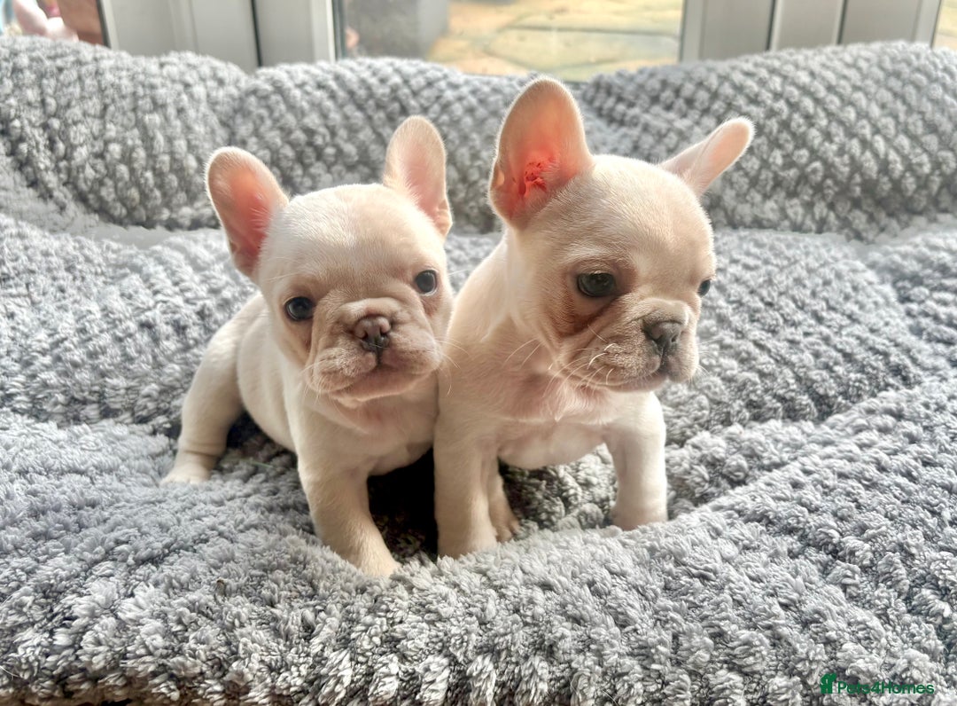 French Bulldog dogs for sale: Only 2 Girls left:French Bull Dog Puppies - Advert 8