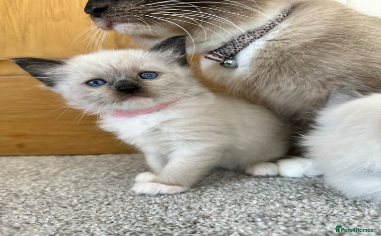 Ragdoll cats - Advert 16