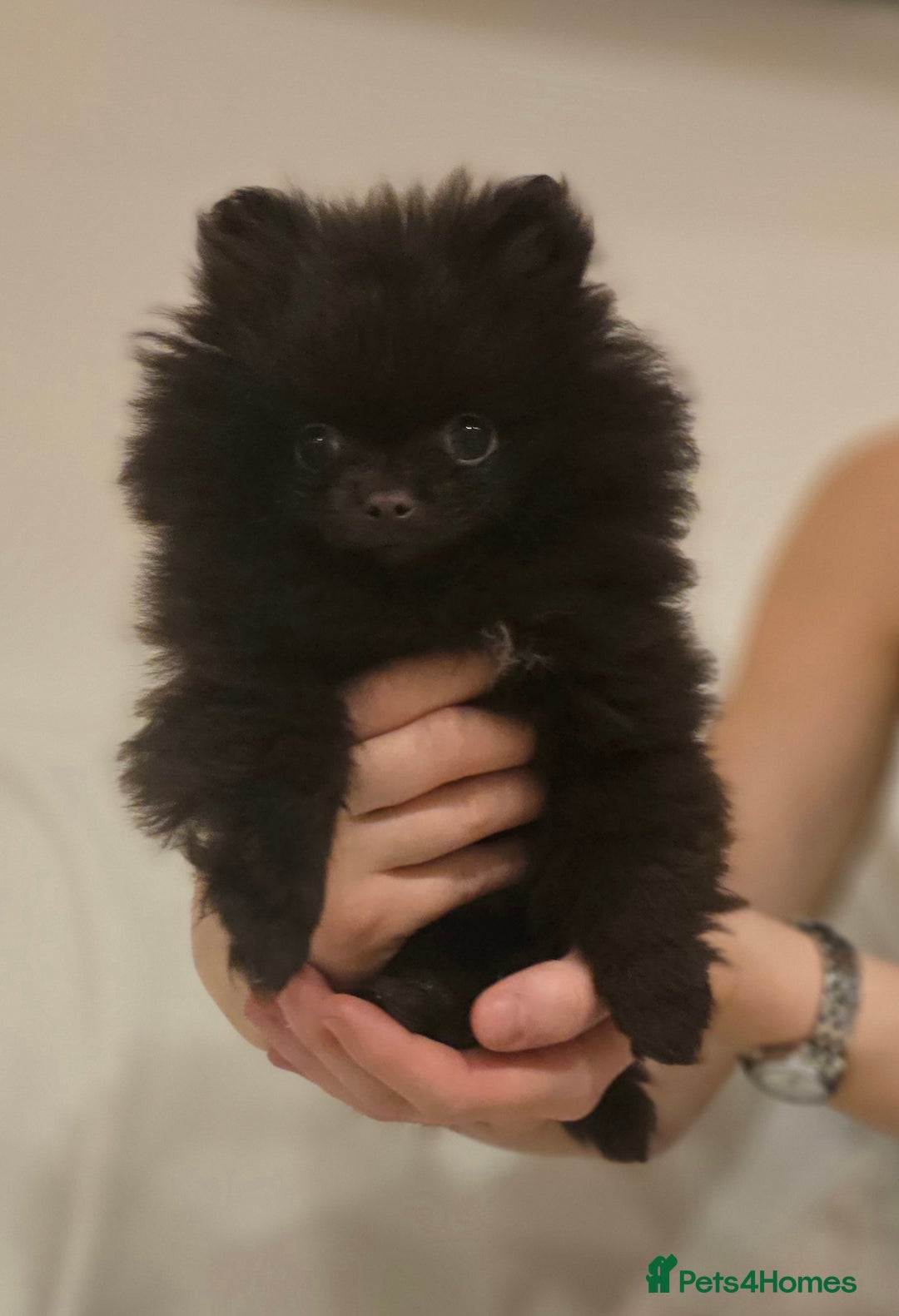 Pomeranian dogs for sale: Stunningly beautiful Pomeranian babies - Advert 23