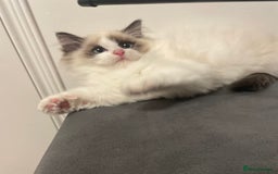 Ragdoll cats for sale: GCCF Champion Line ragdolls kitten  - Advert 8