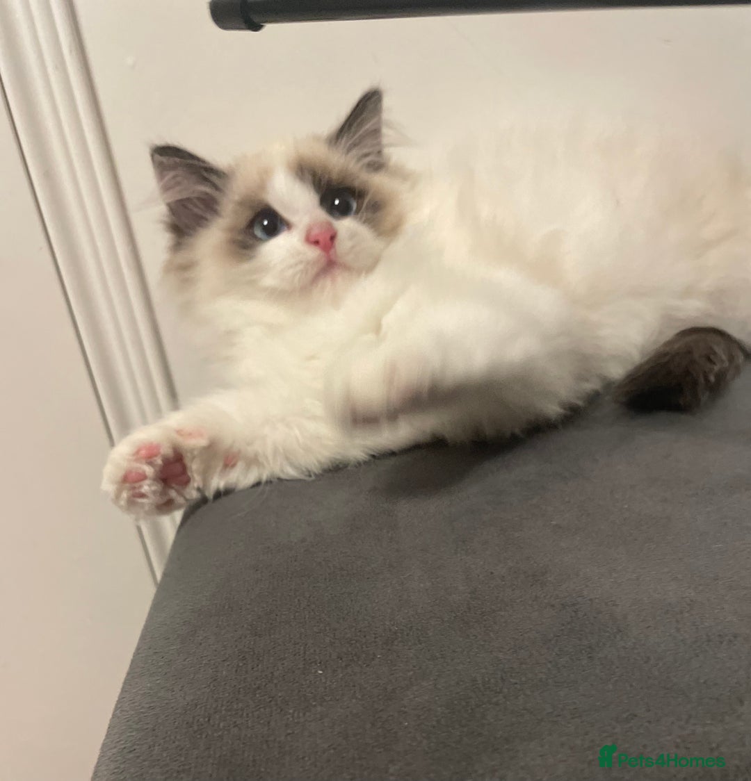 Ragdoll cats for sale: GCCF Champion Line ragdolls kitten  - Advert 8