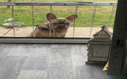 French Bulldog dogs for sale: French bulldog for sale  - Image 6