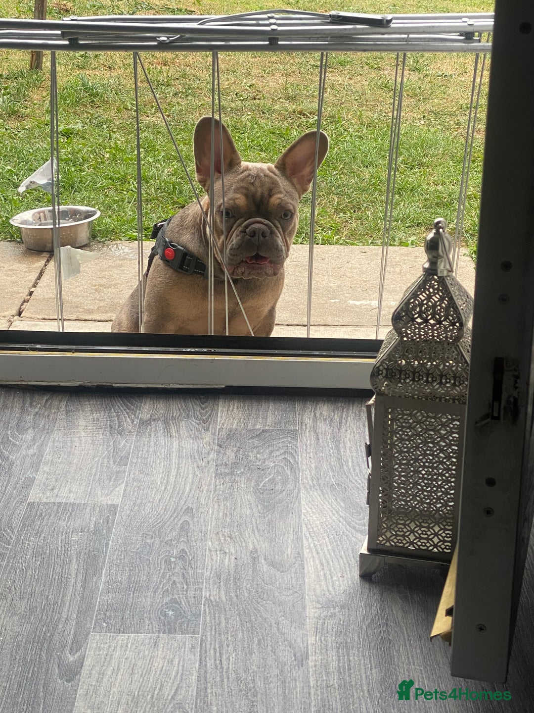 French Bulldog dogs for sale: French bulldog for sale  - Image 6