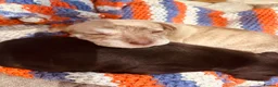 Mixed Breed dogs for sale: Staffy mix puppies looking forever homes  in Greenford - Advert 10