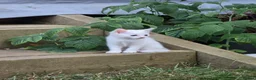 Turkish Angora cats for sale: Cute White Turkish Angora kittens / mixed eyes !  - Advert 7