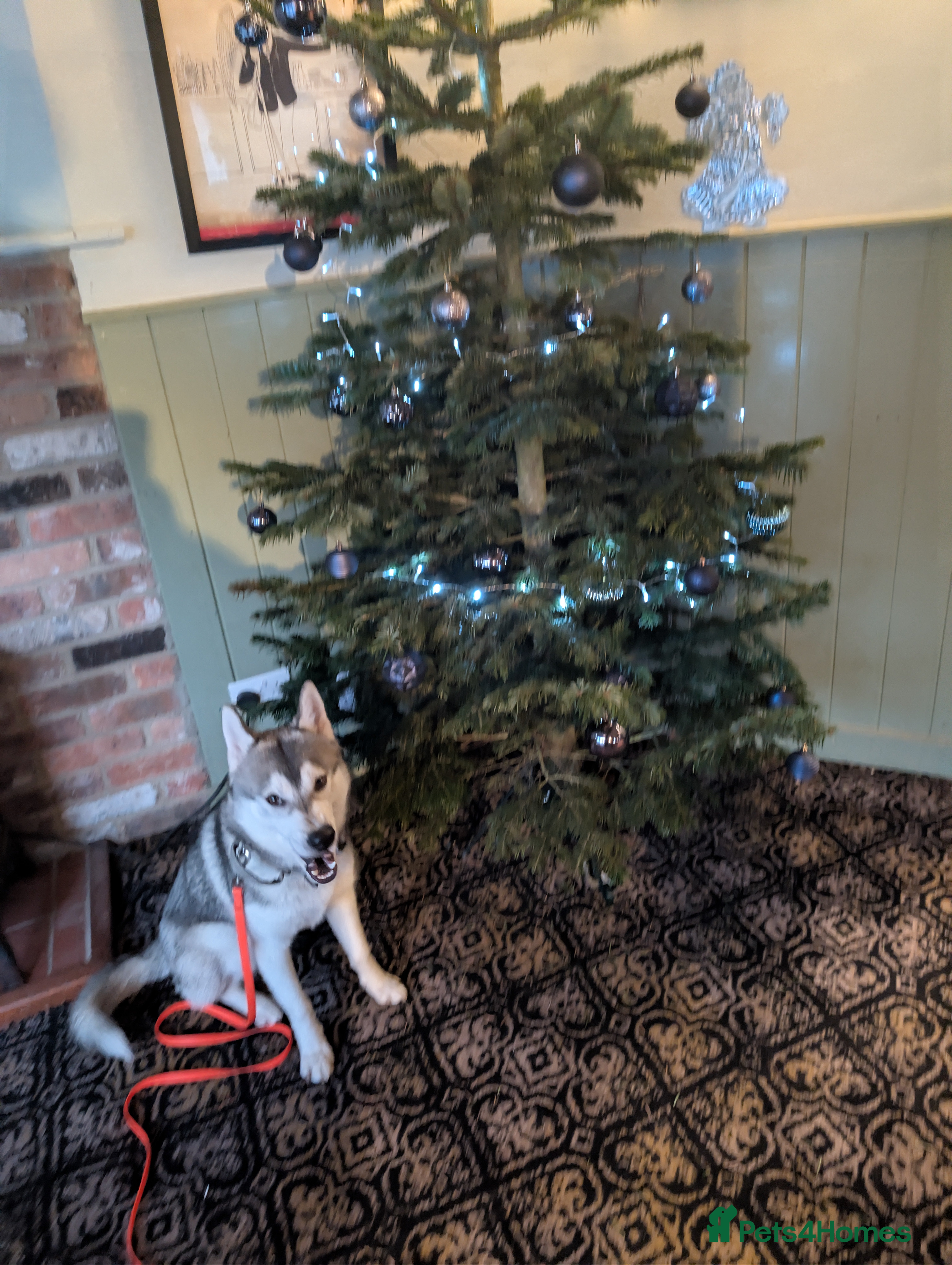 Utonagan dogs 9-Month-Old Husky Looking for a home - Advert 1