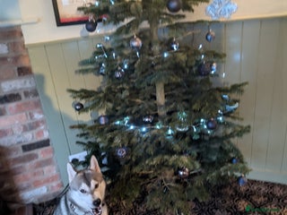 Utonagan dogs 9-Month-Old Husky Looking for a home - Advert 1