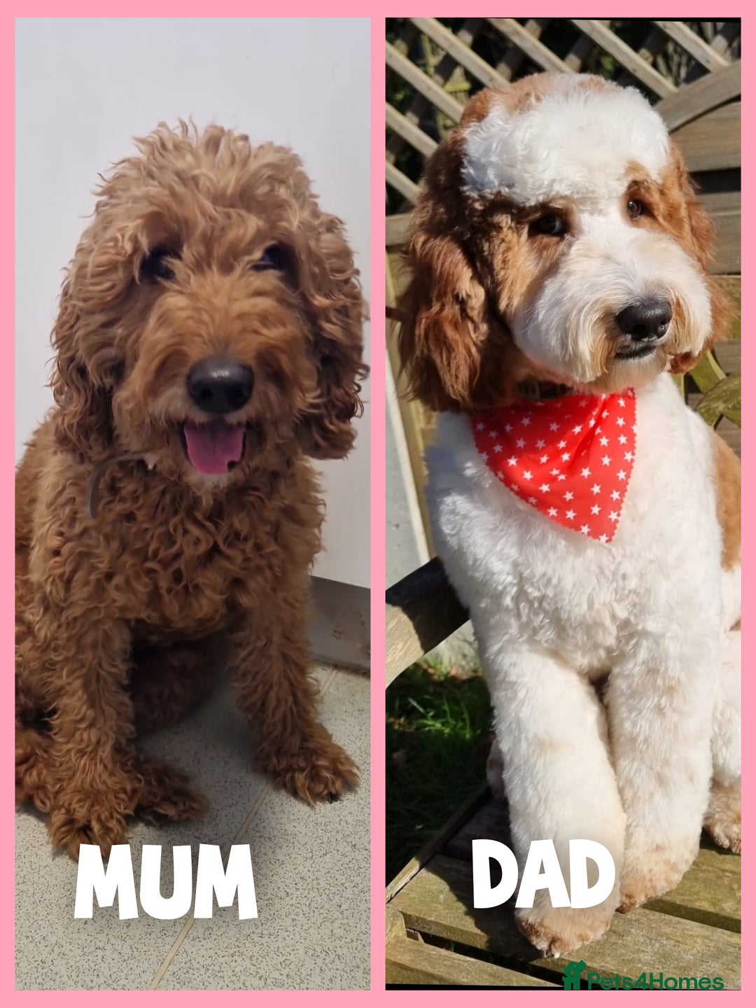 Australian Labradoodle dogs for sale: Stunning Australian labradoodles - Image 13