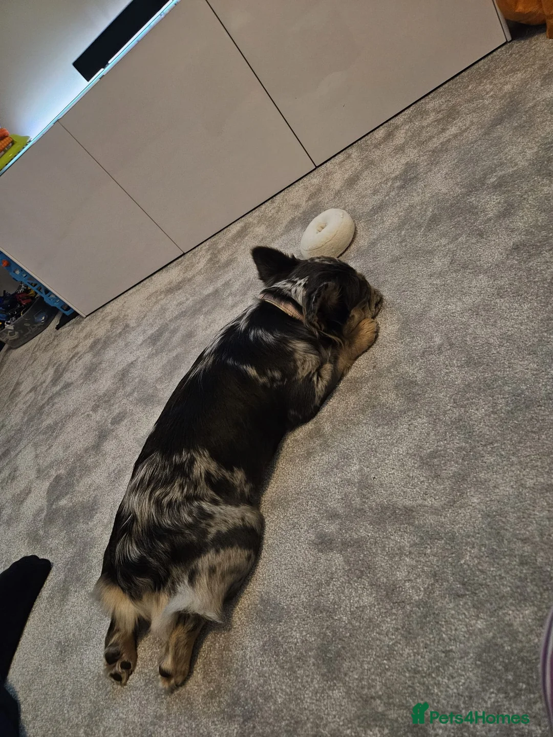 French Bulldog dogs for sale: Female Fluffy Merle French Bulldog 14 Months - Advert 8