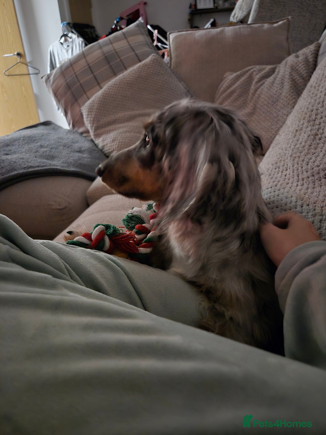 Miniature Dachshund dogs for sale: 9 Month Old Silver Dapple Long Haired Dachshund  - Advert 6