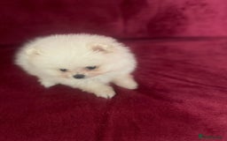 Pomeranian dogs for sale: 3 tiny girls ready now*price reduced £2000 - Advert 7