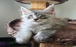 Maine Coon cats for sale: Maine Coon Magic – 3 Stunning Boy Kittens - Image 6