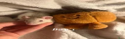 Rat rodents for sale: Baby rats  - Advert 8
