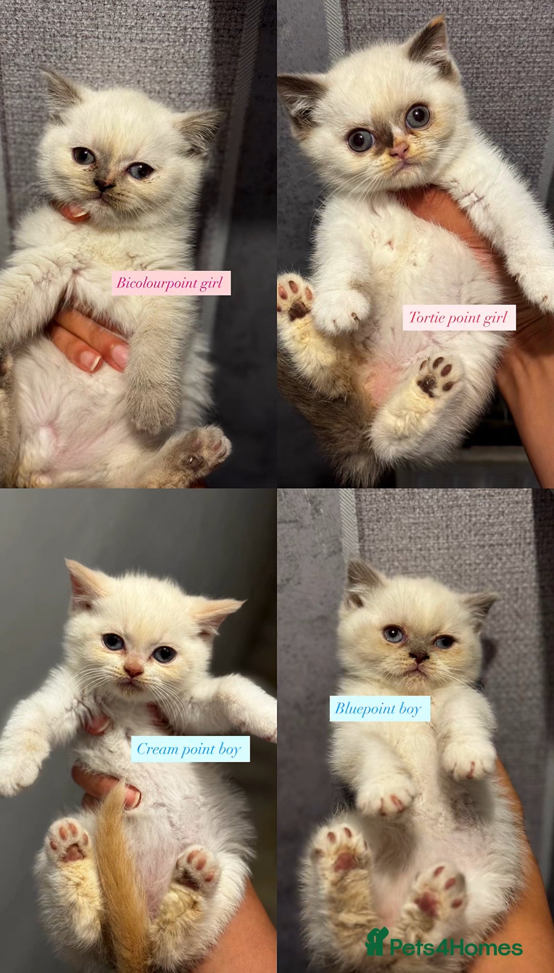 British Shorthair cats for sale: Colourpoint/tortie British shorthair kittens  - Advert 5