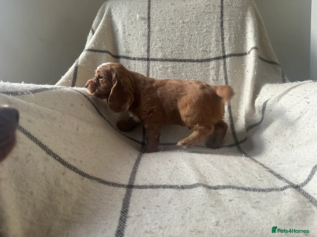 Cocker Spaniel dogs for sale: Working cocker spaniel puppies - Advert 16