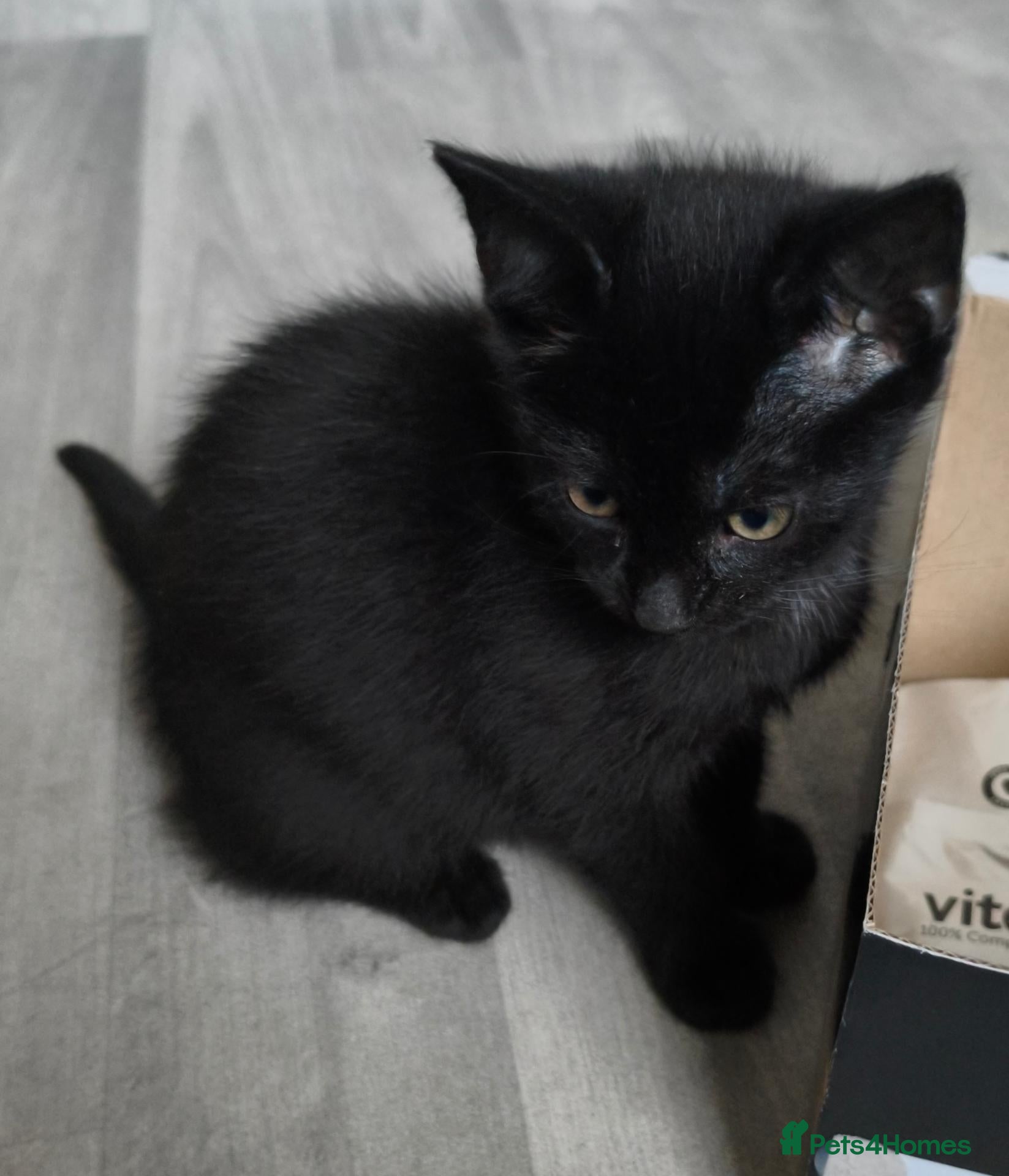 Mixed Breed cats for sale: Kitten - Advert 3