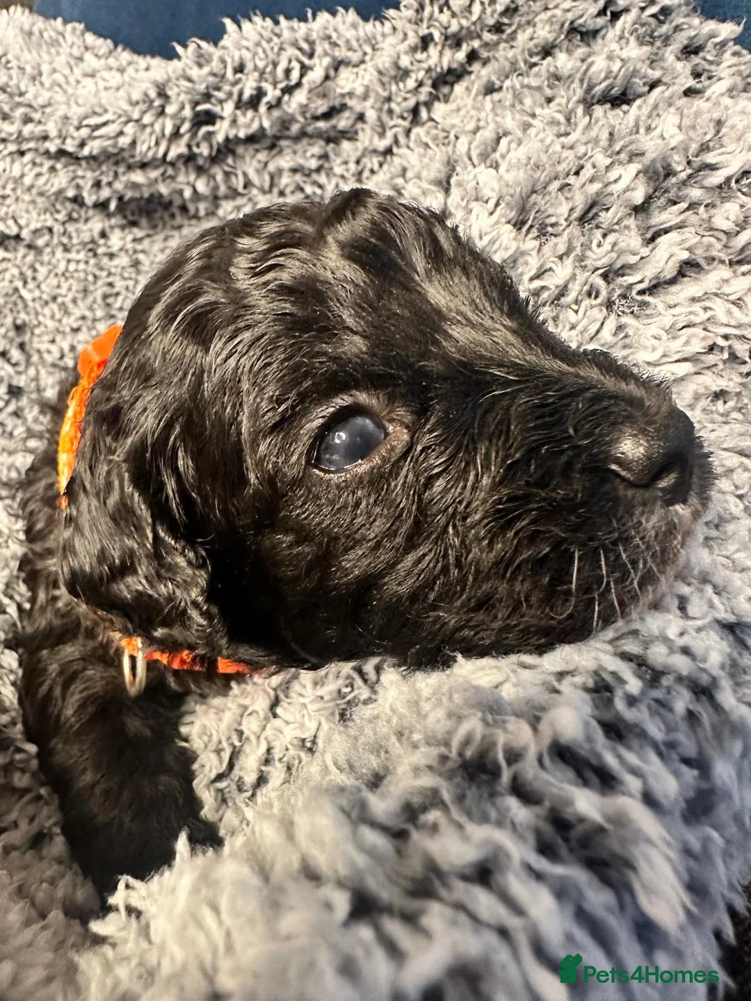 Miniature Poodle dogs for sale: Gorgeous pure bred miniature poodles - Advert 13